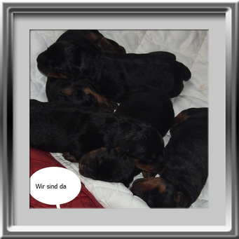 Rottweilerwelpen 2 Tage alt