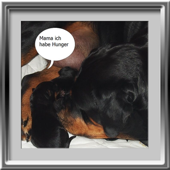 Rottweilerwelpen 2 Tage alt